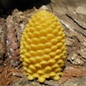 Pine Cone-Jumbo